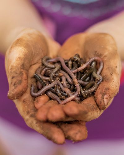 Children’s dirty hands holding worms