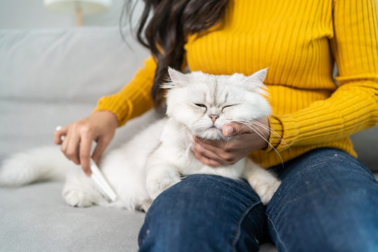 Close up hands of woman holding little cat with happiness at home.