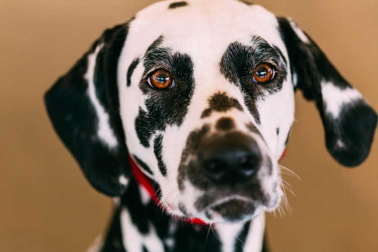 Close up of the face of a dalmatian dog