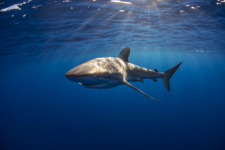 Curious Silky Shark (Carcharhinus Falciformis) swimming close to surface
