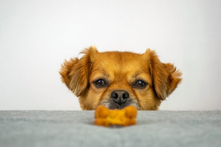 Cute dog looking at treat