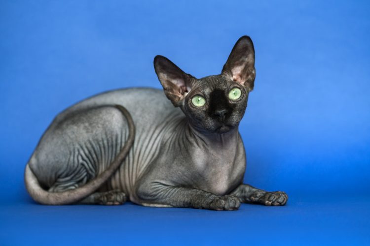 Hairless Canadian Sphynx Cat. Portrait of Female Cat on Blue Background