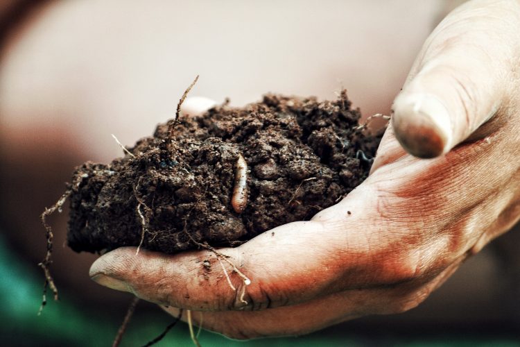 Hand holding soil with lot of worms and roots