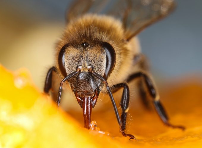 Honeybee feeding sweet