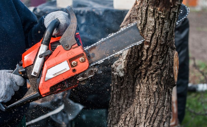 man sawing a tree with a chainsaw in the summer in nature