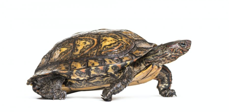 Ornate or painted wood turtle, Rhinoclemmys pulcherrima, in front of white background