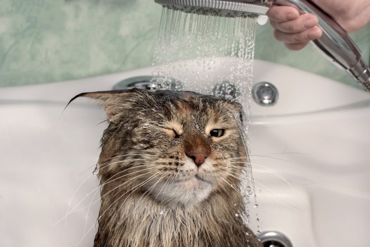 Wet cat in the bath. Funny cat.