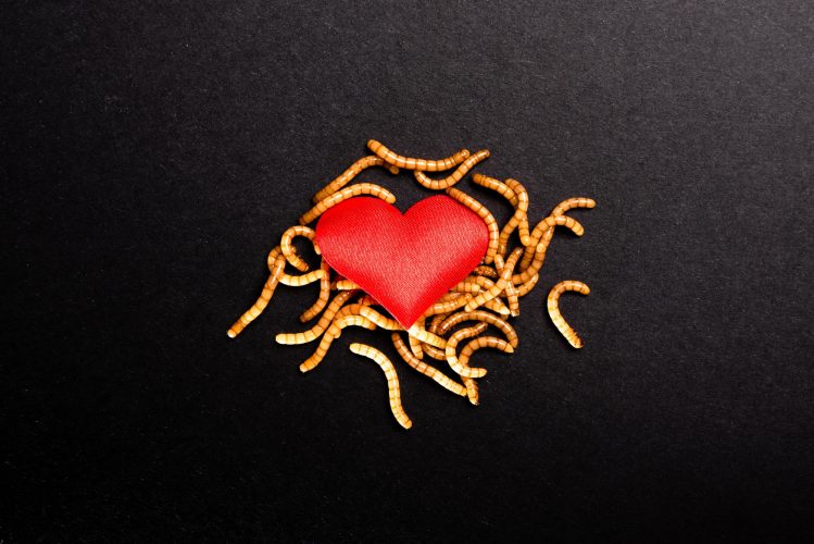 Worms devour the red heart of lost and rotten love.