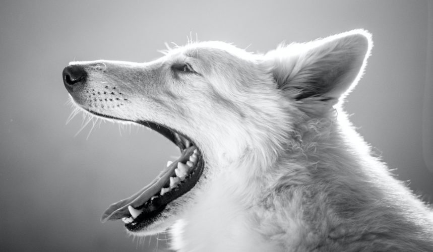 Adorable furry dog yawning