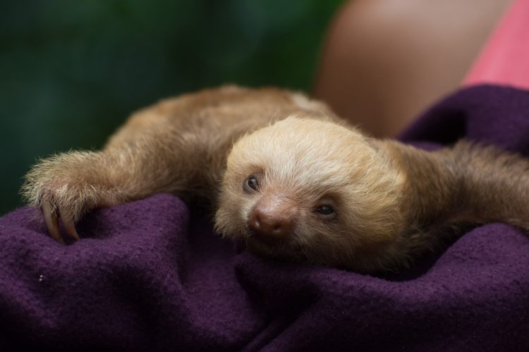 Baby sloth, seen in an animal rescue center in Costa Rica