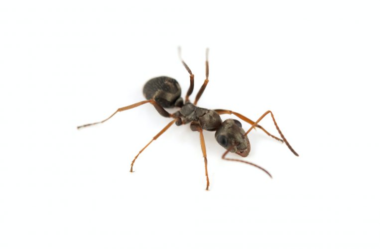 big forest ant