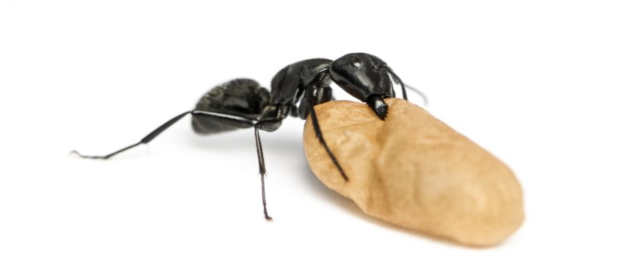 Carpenter ant, Camponotus vagus, carrying an egg
