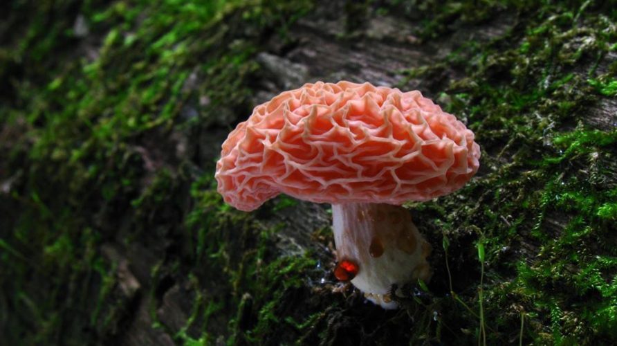 Rhodotus palmatus | Stuffed mushrooms, Pink mushroom, Plant fungus