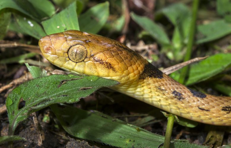 Northern Cat-eyed Snake in Belize