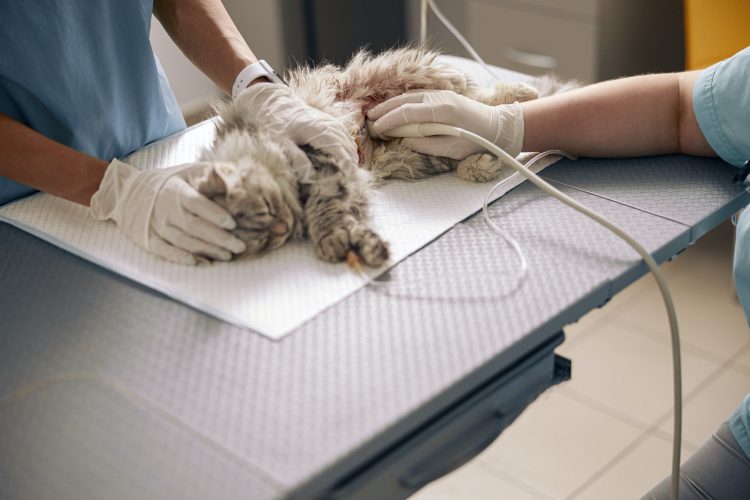 Nurse in gloves calms grey cat with scar on abdomen