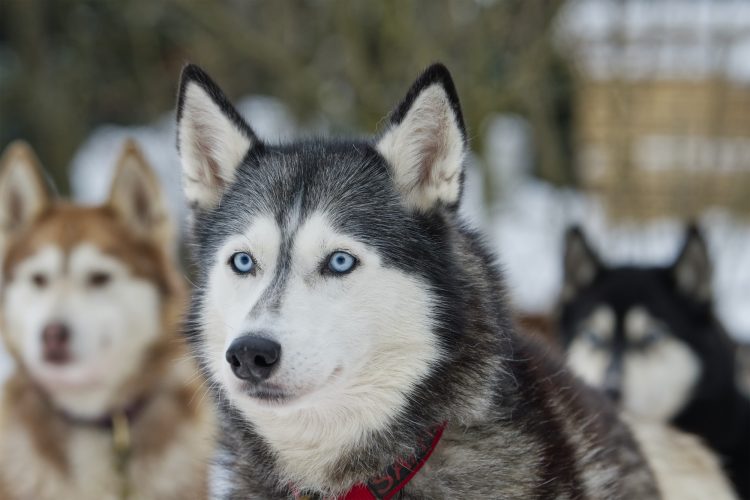 Portrait husky dog with blue eyes