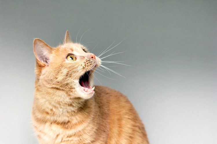 Red cat with open mouth. Surprised cat. Shock content. An extreme degree of amazement.