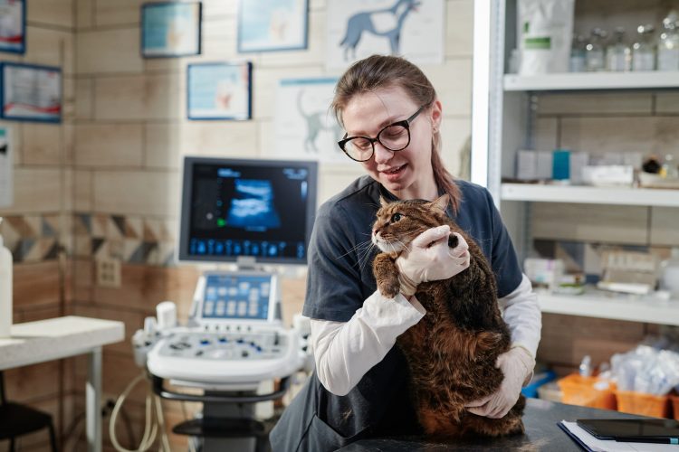 Vet doctor caring about the pet