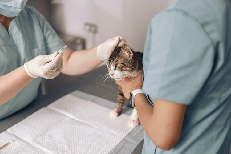Veterinarian conducts ear cleaning procedure to tabby cat with nurse in vet clinic office