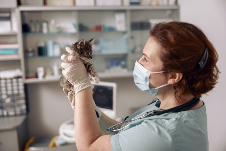 Veterinarian in mask looks at cute little tabby kitten at appointment in hospital
