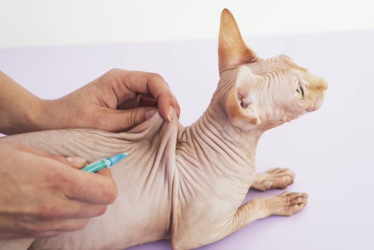 Veterinarian putting a vaccine on a cat.