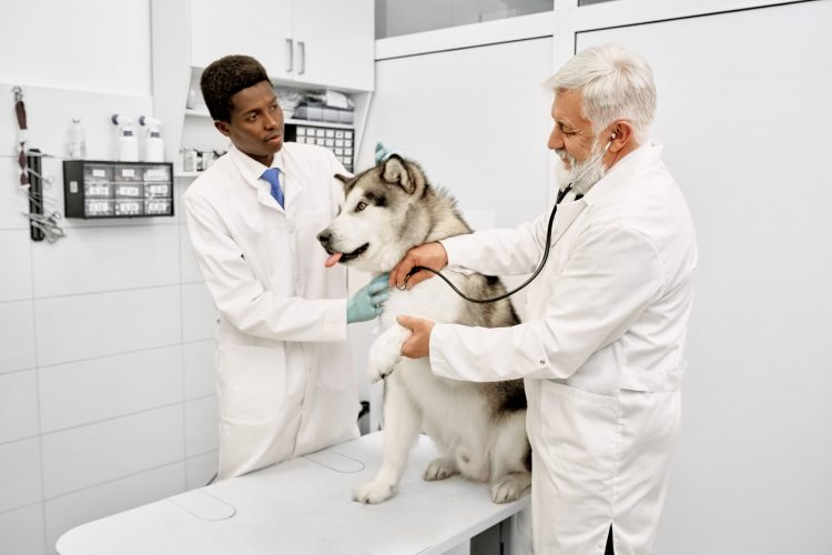 Vets in medical uniform examining dog with stethoscope