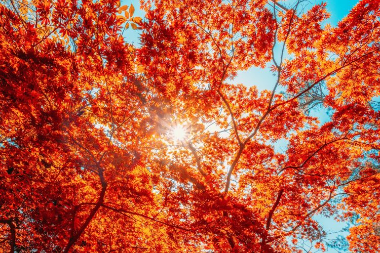 Autumn Sun Shining Through Canopy Of Tall Maple Tree Wood. Sunli