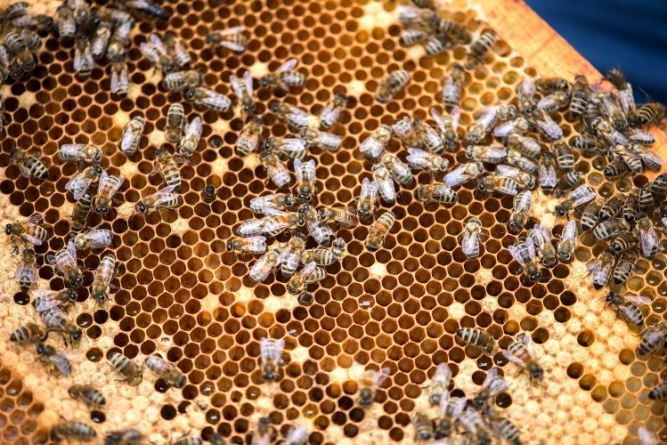 Bee on honeycombs with honey slices nectar into cells
