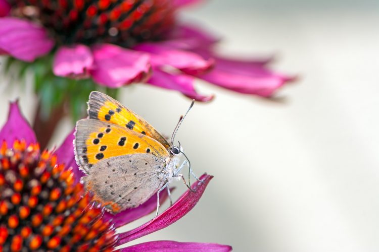 Common copper butterfly collecting nectar on a flower