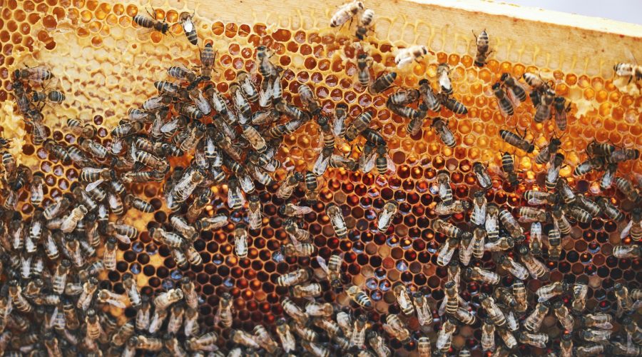Detailed view of honeycomb full of bees. Conception of apiculture