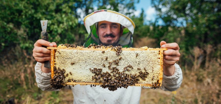 The beekeeper holds a honeycomb with bees in his hands. Harvest honey in the apiary.