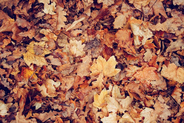 Dry fallen leaves on the ground