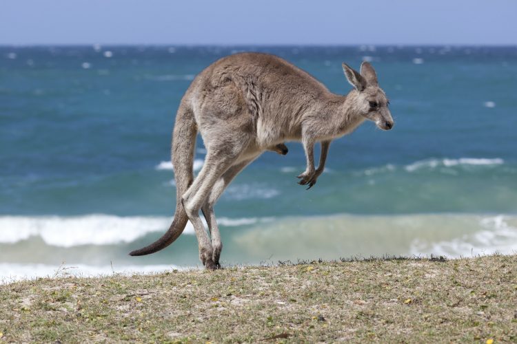 Jumping Red Kangaroo on the beach, Australia