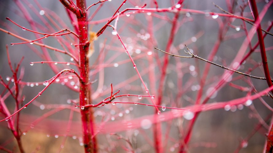Red maple tree branches
