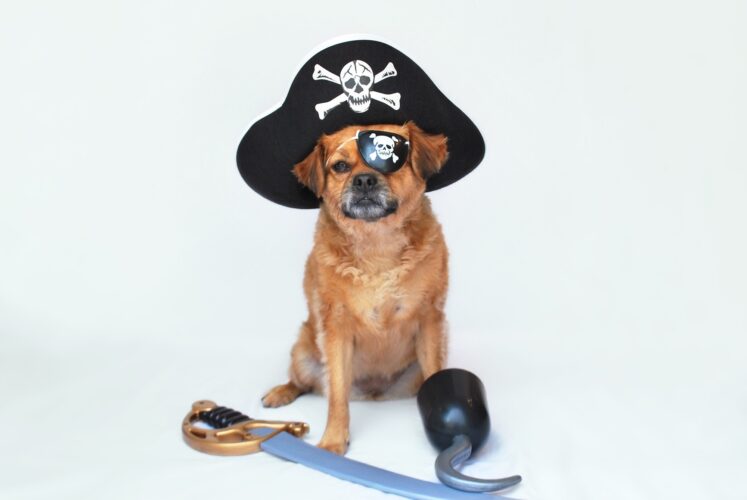Dog pirate