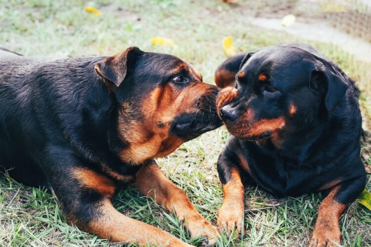 Two rottweiler dogs are kissing on the grass