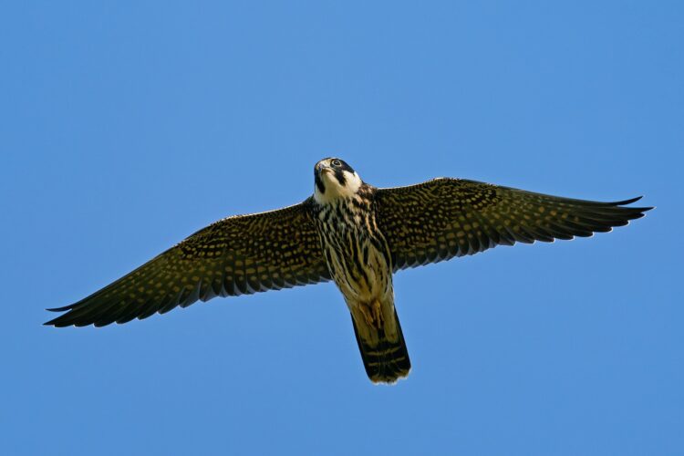 Eurasian hobby (Falco subbuteo)