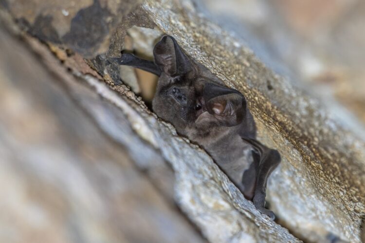 European free-tailed bat roosting