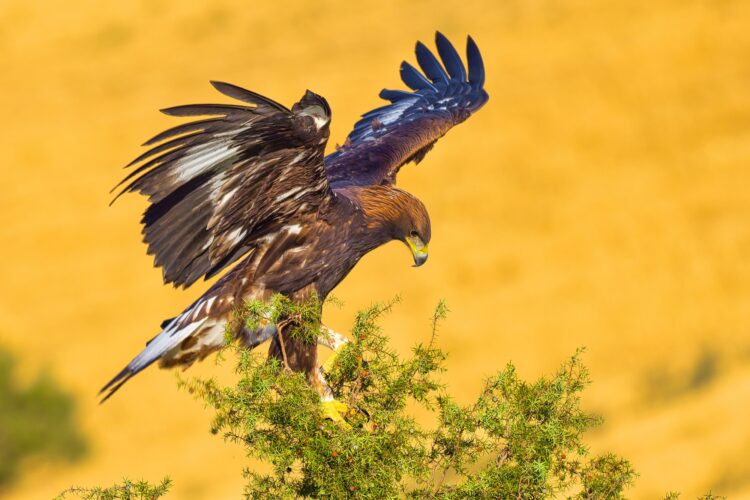 Golden Eagle, Mediterranean Forest, Spain