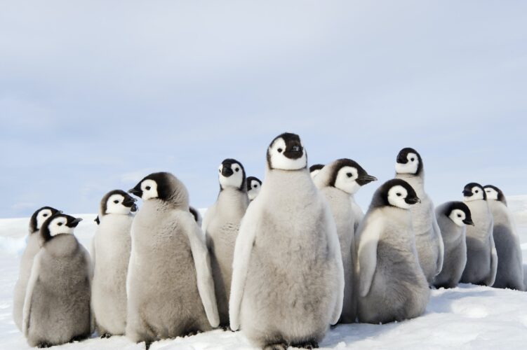 A nursery group of Emperor penguin chicks, huddled together, looking around. A breeding colony.