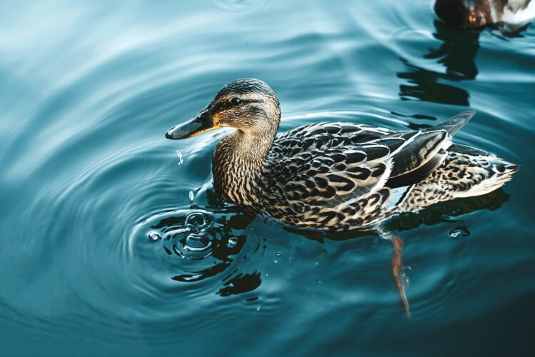 A wild duck swims on a beautiful lake.