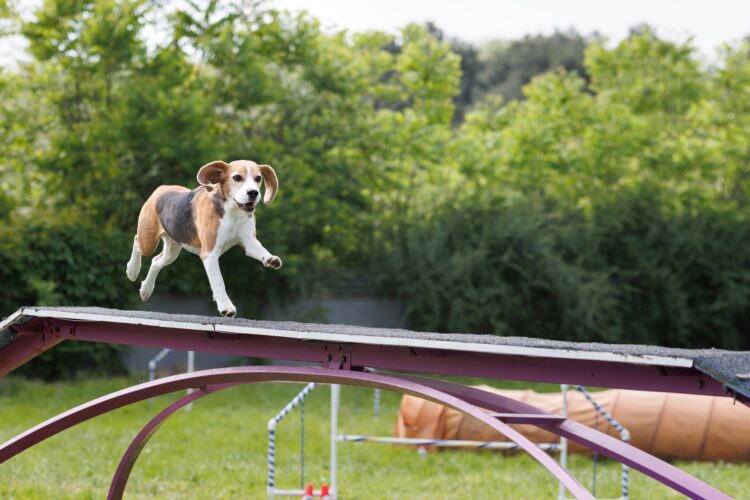 Beagle runs in agility Park at competitions, dog show. Agility