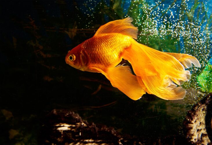 Bright goldfish in aquarium