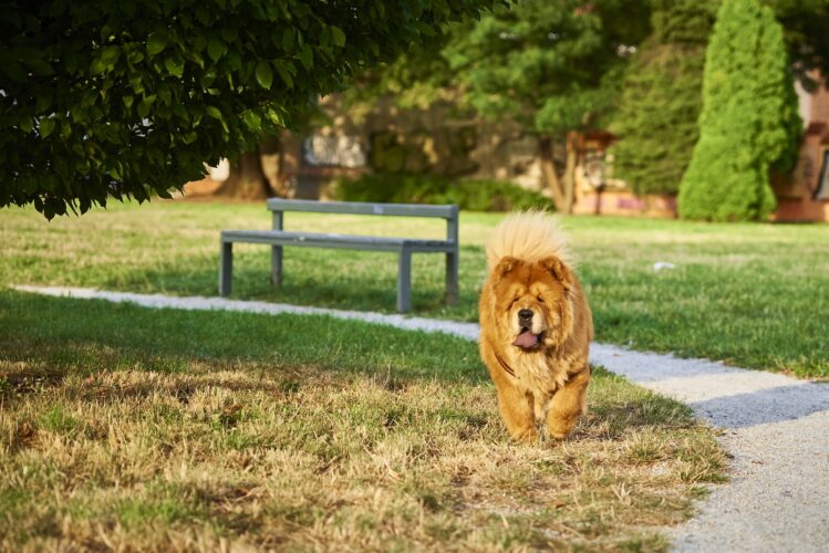 Chow chow dog in the park