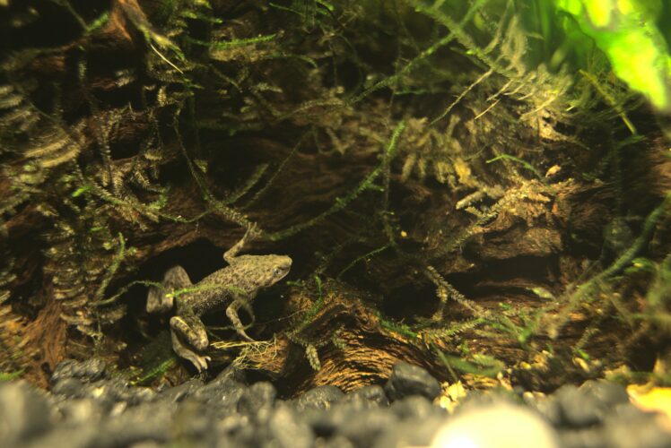 Closeup of an African Dwarf Frog in a lake
