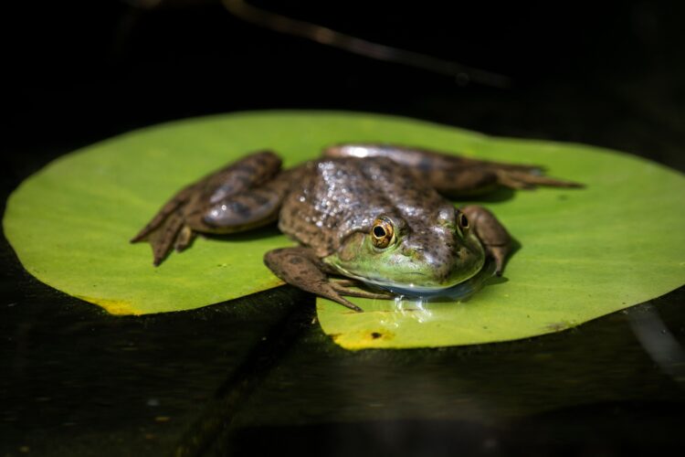 Closeup of an American bullfrog, Lithobates catesbeianus.