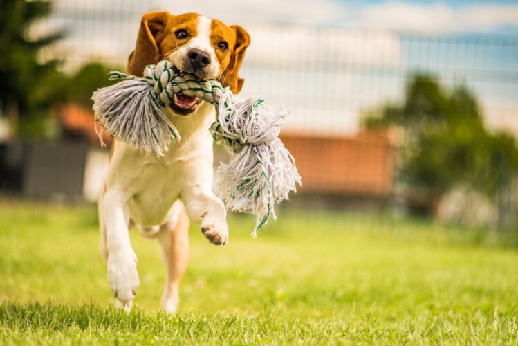 Dog run Beagle fun
