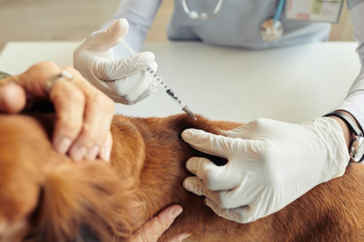 Dog Vaccination in Vet Clinic