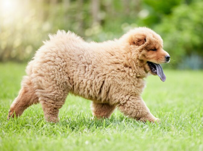 Hes always excited to explore outdoors. Shot of a cute chow chow dog on the lawn outdoors.