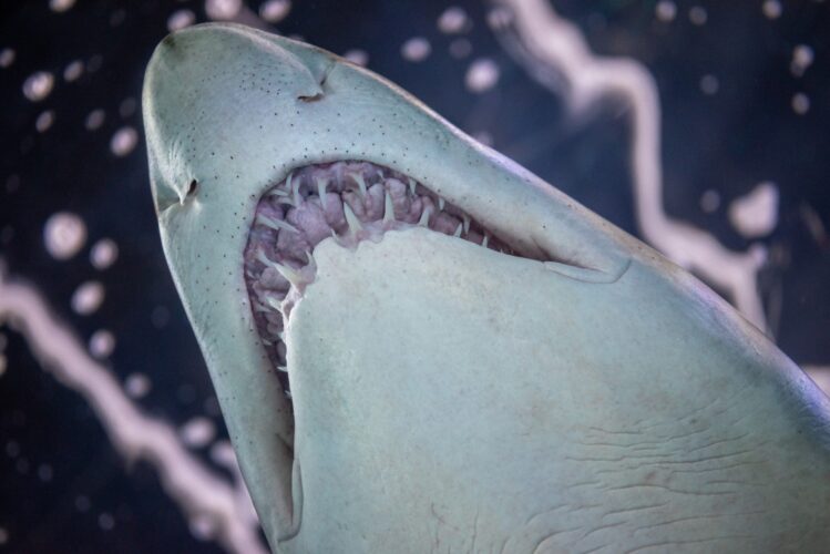 Low angle shot of jaw and teeth of a swimming sand tiger shark at aquarium